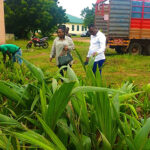 Adaklu Farmers receive 10,000 Coconut seedlings to boost livelihood 