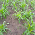 Armyworms invade acres of farmlands in Bolove-Nolope community