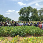 CSIR-SARI holds on-farm demonstration on high pod clearance soybean lines 
