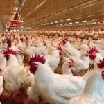 Youth Brigade seeks MOFA support to participate in nationwide poultry farm initiative
