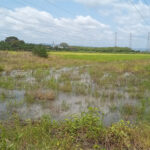Rice farmers seek solutions to boost local production