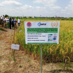 CSIR-CRI tests effects of ComCat bio-stimulants on crops
